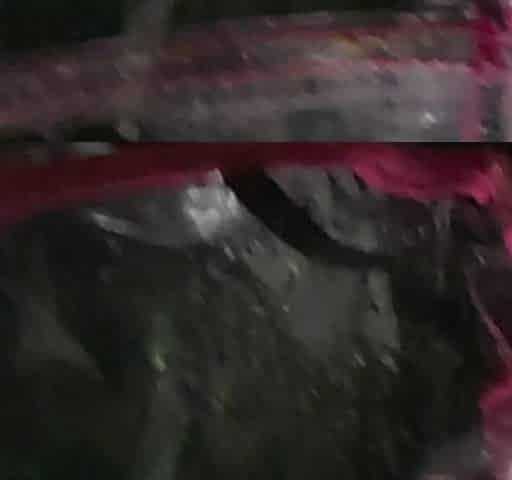 Sucking Dick in a Rainforest