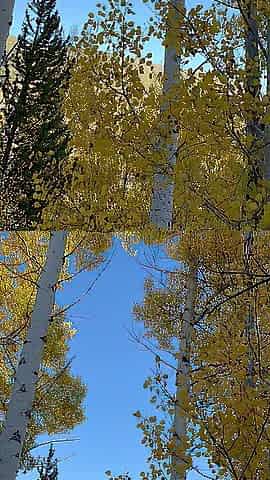 Pissing in a suit among golden aspens