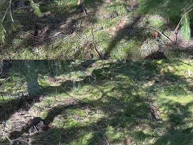 A witch with marvelous natural titties finds dildos in the forest and just now tests 'em