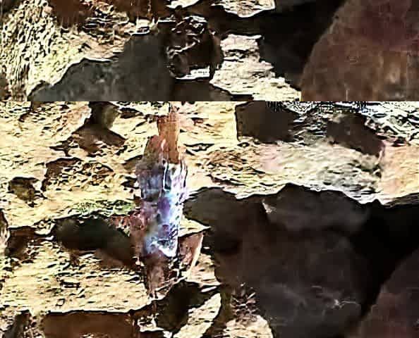 Amateur wild chick solo masturbation