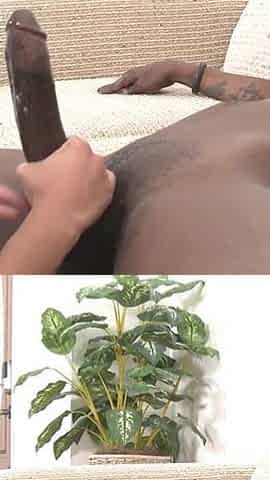 Pure Cock Worship