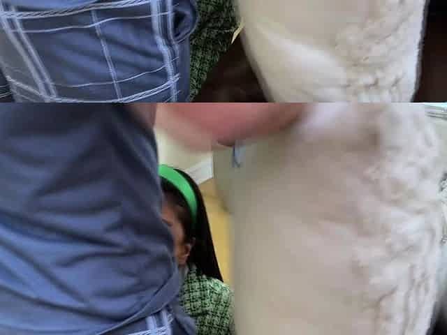Amenna Green loves to swallow stepdads cum