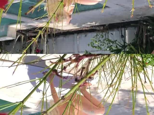 Indica by the pool
