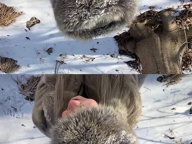 Vilu Vidish Is Sucking Dick in the Winter Forest