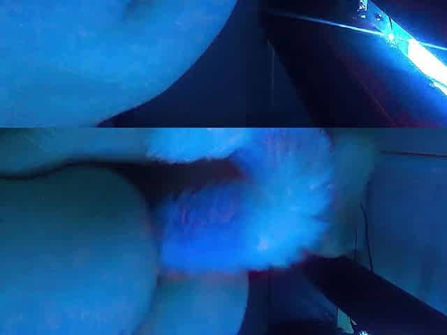 Lewd Teen Banging Dragon Weenie