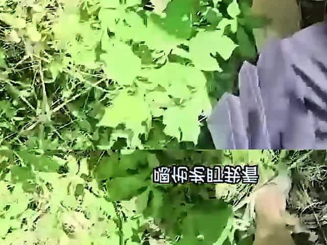 Satou Haruka sexy amateur Asian model in hardcore fun