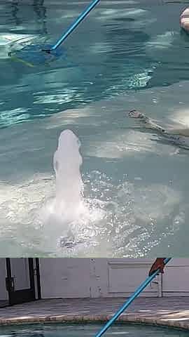 Pool Blowjob with Pedsrmeds