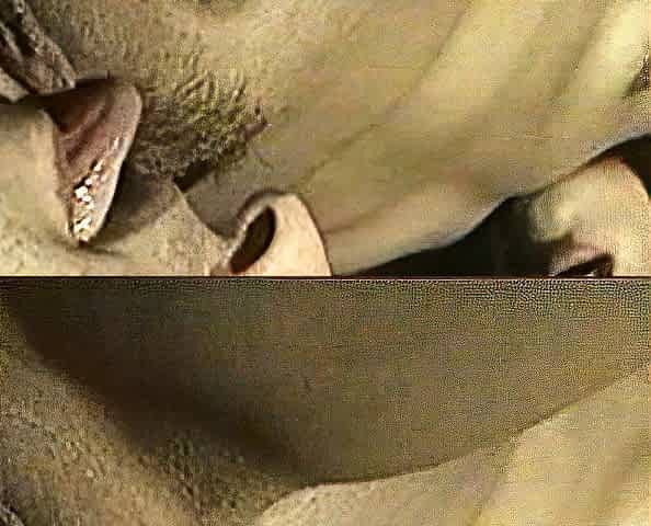 Small titted brunette teen fingering on the bed