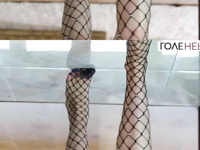 LoveHerFeet - Ideal Redhead With Taut Pick Twat Has Her Feet Worshiped