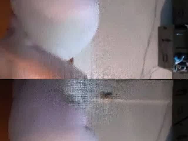 Big-Clit Roxie Shows her Big Ass on Webcam
