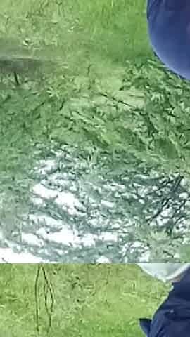 Desi Village Bhabhi's Hot Fuck in the Jungle