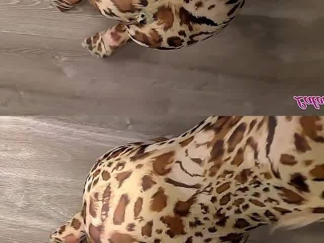 A Neighbor In A Leopard Costume Came To See Me