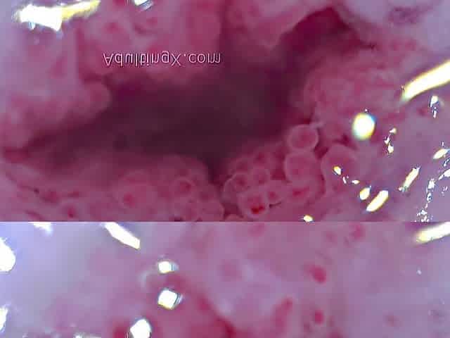 Cervix Palpitating, Dilated, Heartbeat, Extraordinary Close-up, Breathtaking, ASMR