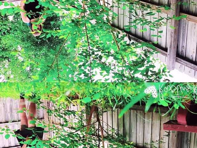 Peeing by My Mulberry Tree
