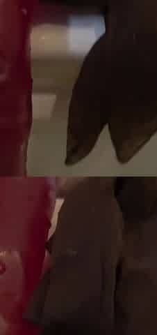 Hairy Cunt Being Shaved