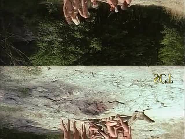 Roxanne Hall, Stefania Sartori And Laura Palmer In Nudist Camp (italy 1995