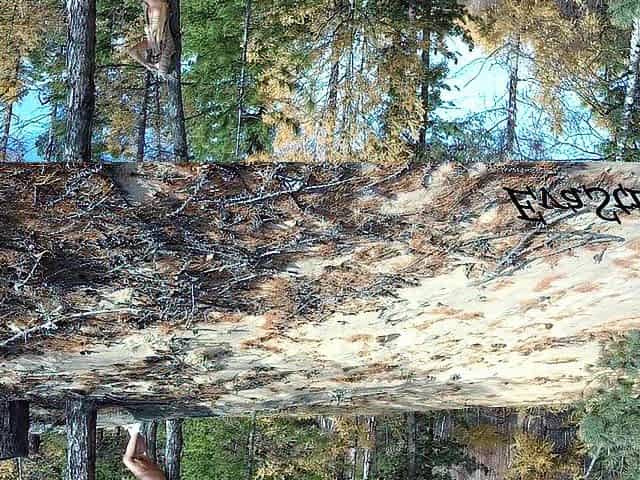was spying on a hotty masturbating in the forest