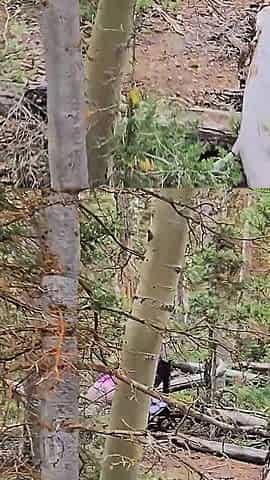 Slutty Hotwife Polyjswitch Finds Some Big Wood in the Forest