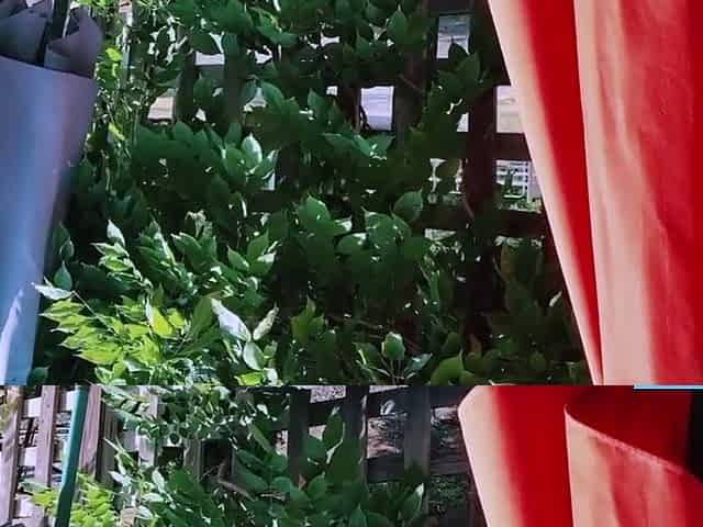 Risky Roadside Blowjob with a BBW Babe