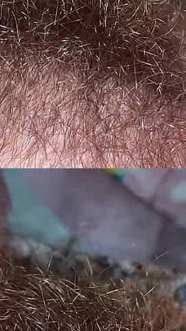 Brushing My Bush