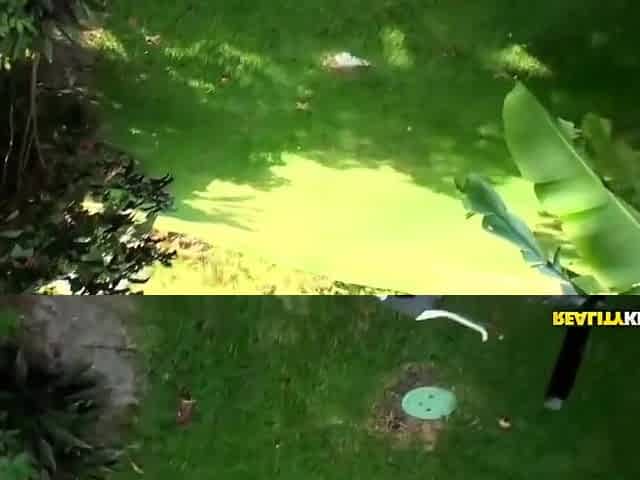 Inveigling Doxys Missionary Movie