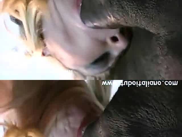 Italian Amateur Orgy Orgia