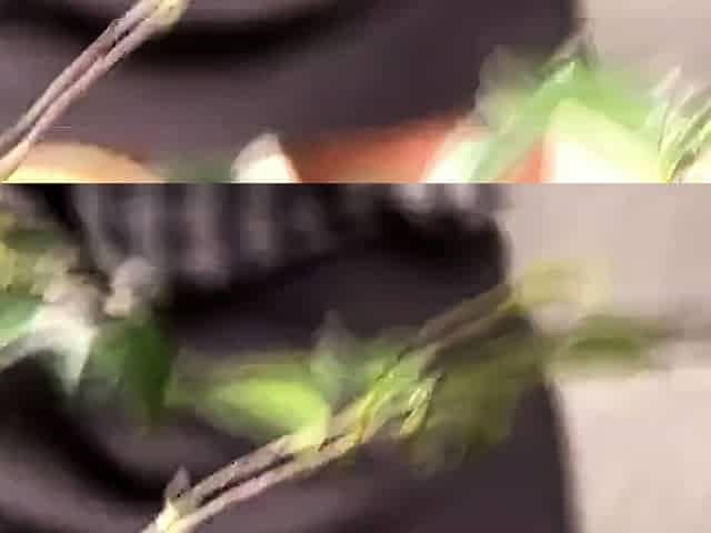 Amateur Asian Japanese Anal Creampie