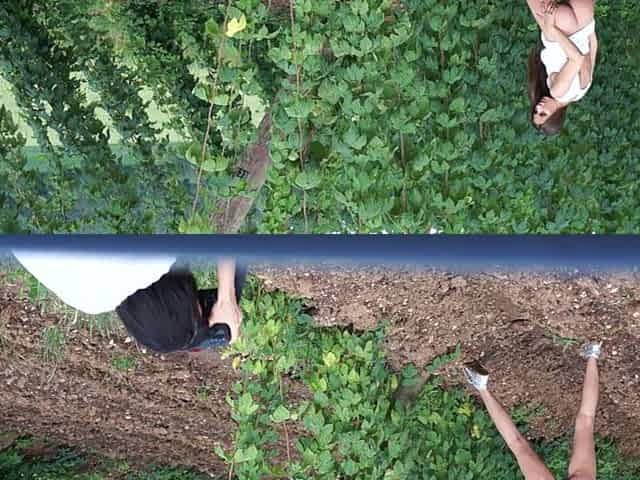 In Czech Agriculture