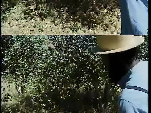 Amish black cock slut