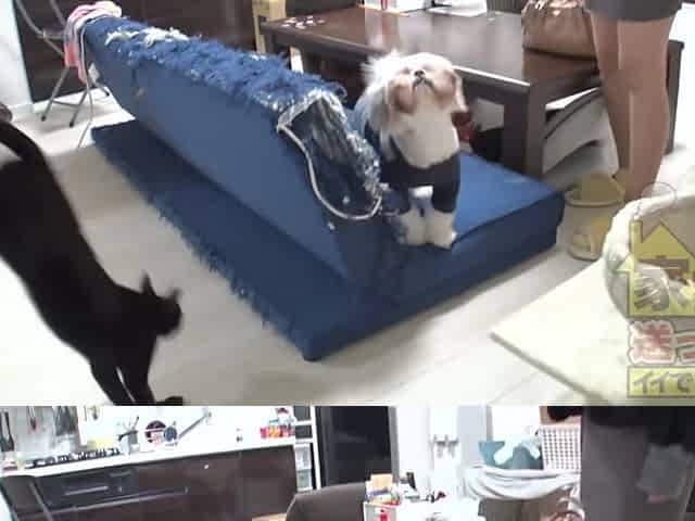 0010876_Japanese_Censored_MGS_19min