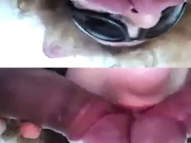 Milf frottage 2 cocks & cumshot