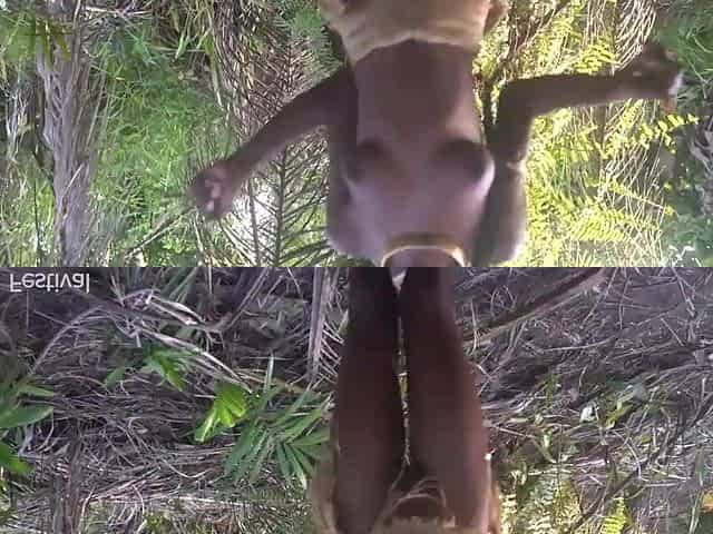 Flawless body darksome skin Afro village hotty dancing in Raffia half stripped outdoor