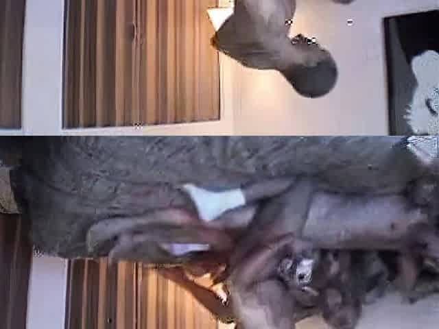 Hotel Cuck