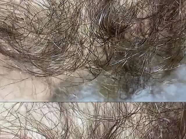large bush closeup