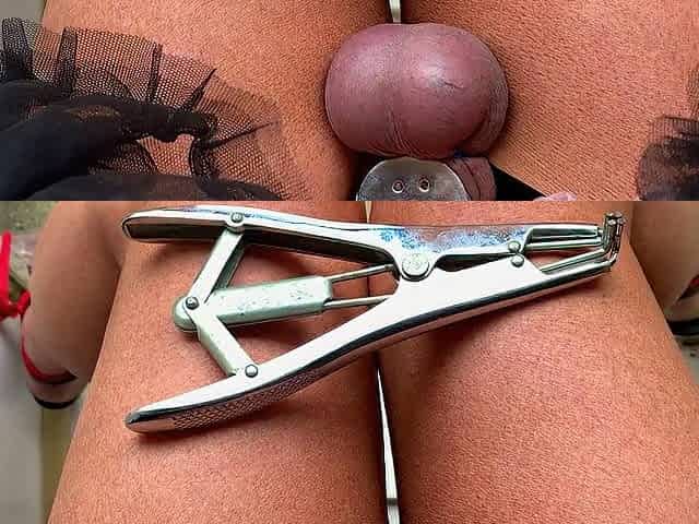 sit and see the world go by as your castration banded balls wither away piggy cutie Scarlett ebony