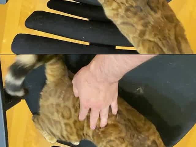 Spruce lewd to get a massage.
