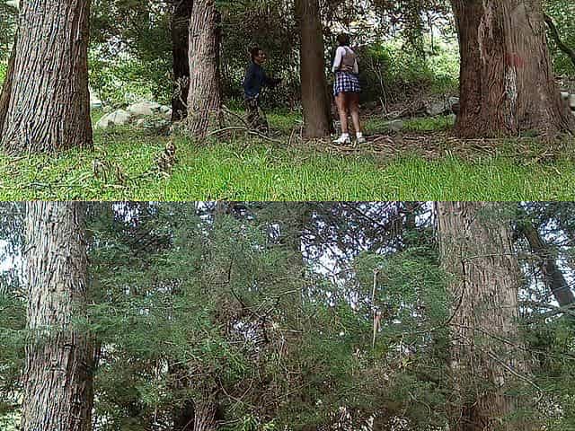 Marvelous college cutie with large booty and breasty breasts screws with a vicious granddad in the jungle