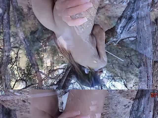 Nature Is Primal And Rough