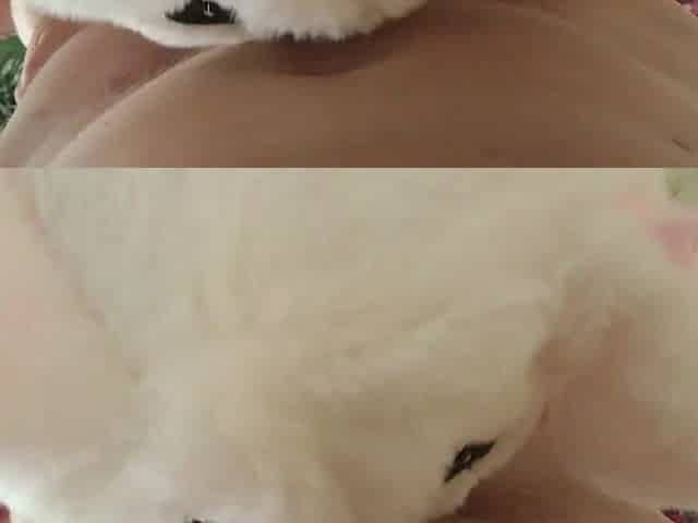 Sucking her spouse's hirsute weenie - home fur style