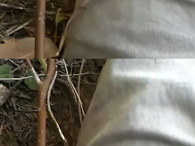 LOUD GROANING AND SMUTTY TALK BBC IN THE FOREST